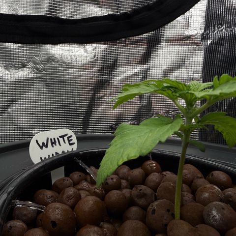 White Trash Widow growlog timeline photo