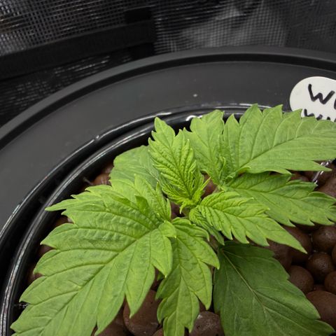 White Trash Widow growlog timeline photo