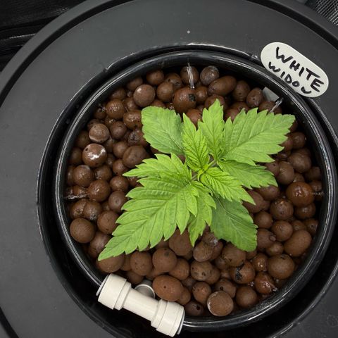 White Trash Widow growlog timeline photo