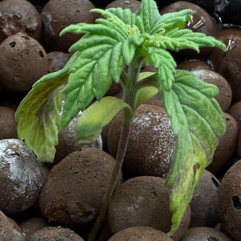 Big Blue growlog photo: She’s coming back to life!!