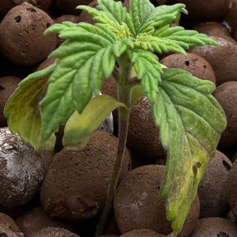 Big Blue growlog photo: She’s coming back to life!!