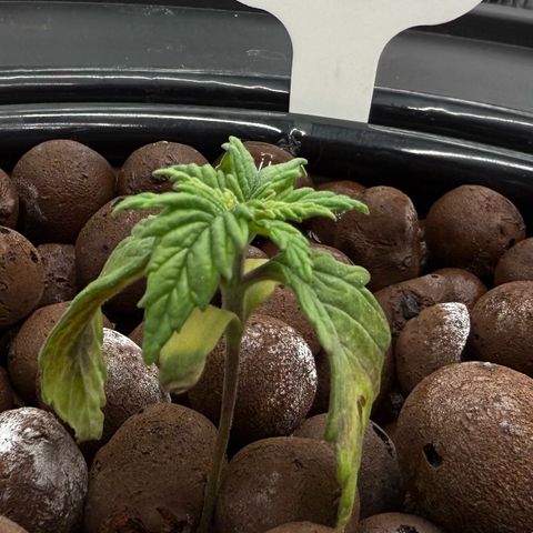 Big Blue growlog photo: She’s coming back to life!!