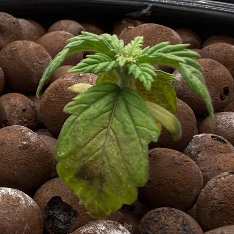 Big Blue growlog photo: She’s coming back to life!!
