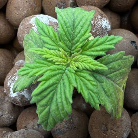 Big Blue growlog photo: She’s coming back to life!!