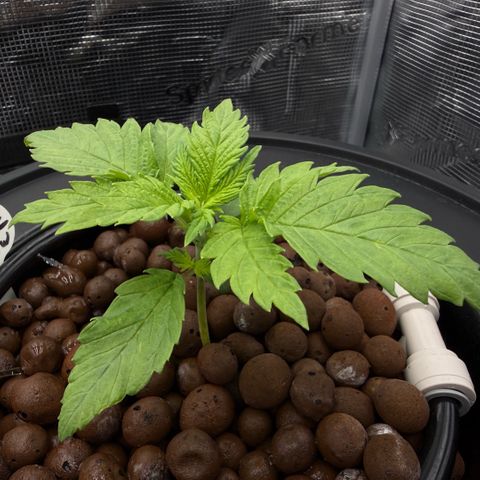 White Trash Widow growlog timeline photo