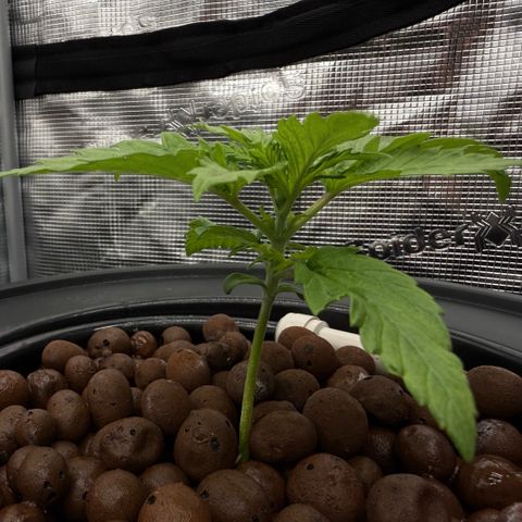 White Trash Widow growlog timeline photo