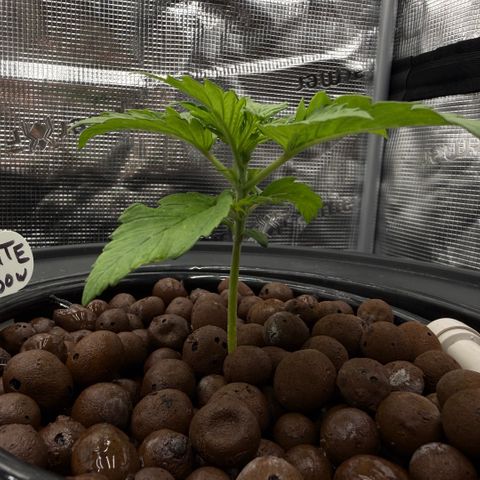White Trash Widow growlog timeline photo