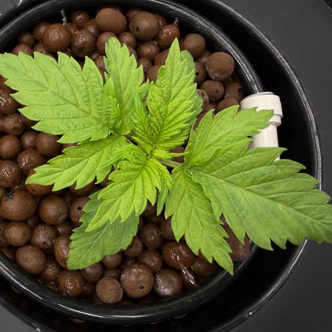 White Trash Widow growlog timeline photo