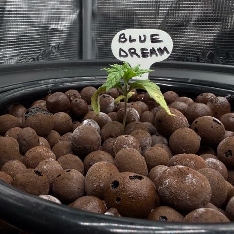 Big Blue growlog photo: She’s alive!!