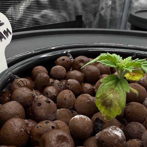 Big Blue growlog photo: She’s alive!!