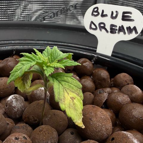 Big Blue growlog photo: She’s alive!!