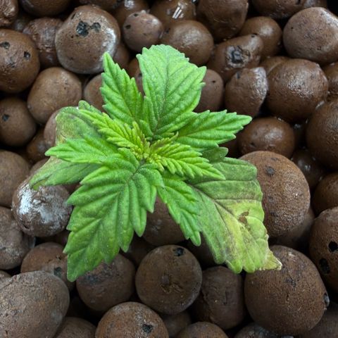 Big Blue growlog photo: She’s alive!!