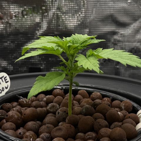 White Trash Widow growlog timeline photo