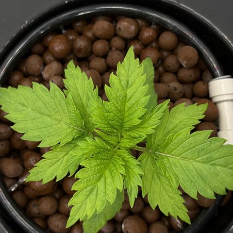 White Trash Widow growlog timeline photo