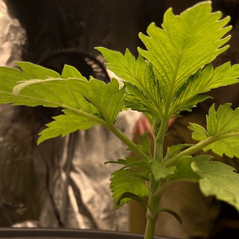 White Trash Widow growlog timeline photo