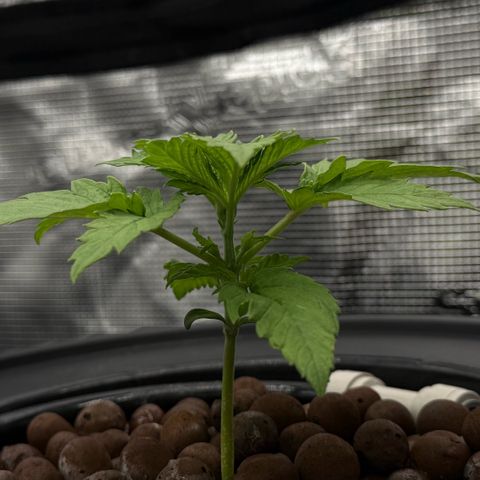 White Trash Widow growlog timeline photo