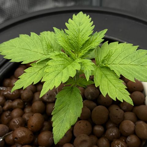 White Trash Widow growlog timeline photo