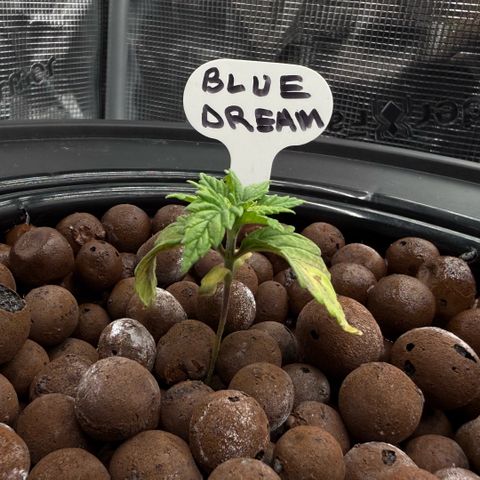 Big Blue growlog photo: She’s alive!!