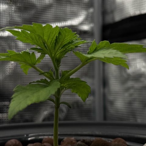 White Trash Widow growlog timeline photo