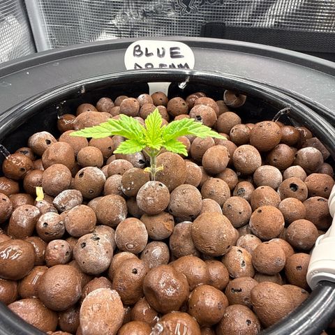 Big Blue growlog timeline photo