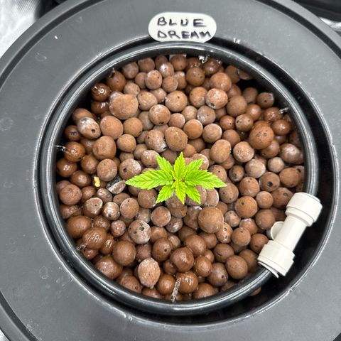 Big Blue growlog timeline photo