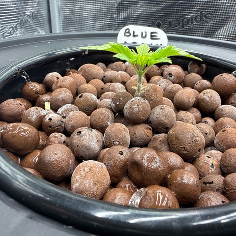Big Blue growlog timeline photo