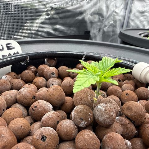 Big Blue growlog timeline photo