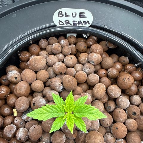 Big Blue growlog timeline photo