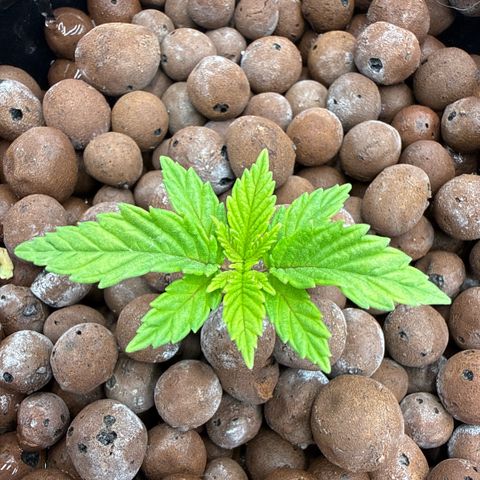 Big Blue growlog timeline photo