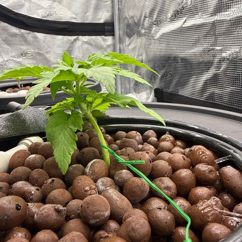 White Trash Widow growlog photo: Started LST