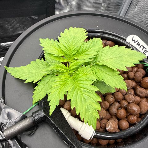 White Trash Widow growlog photo: Started LST