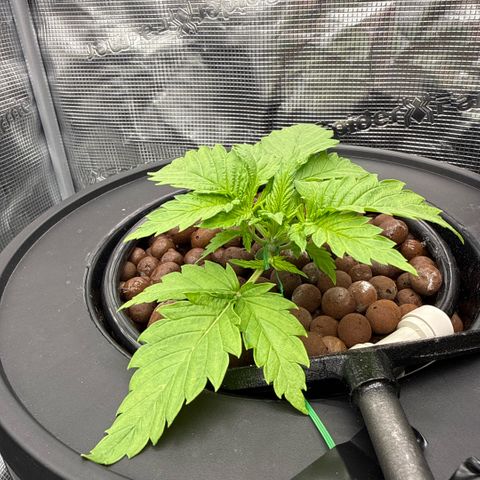 White Trash Widow growlog photo: Started LST
