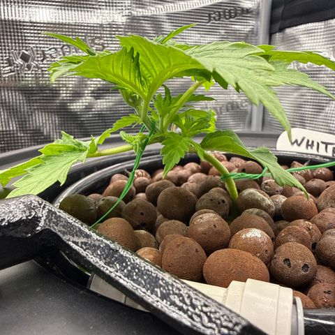 White Trash Widow growlog photo: Started LST