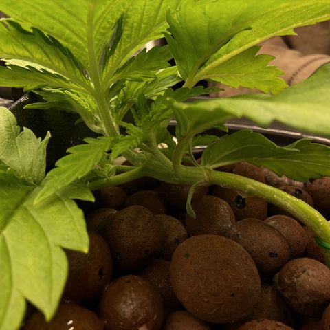 White Trash Widow growlog timeline photo