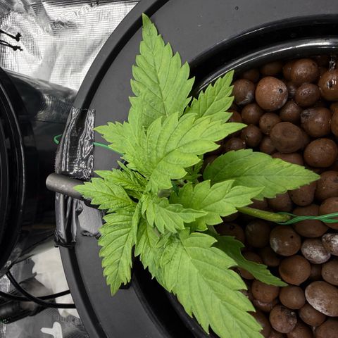 White Trash Widow growlog timeline photo