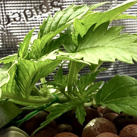 White Trash Widow growlog timeline photo