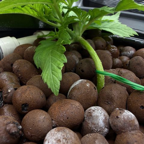 White Trash Widow growlog timeline photo