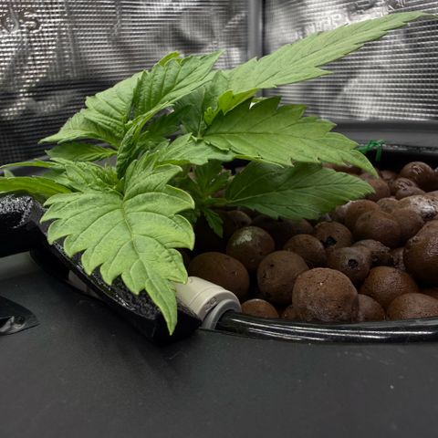 White Trash Widow growlog timeline photo