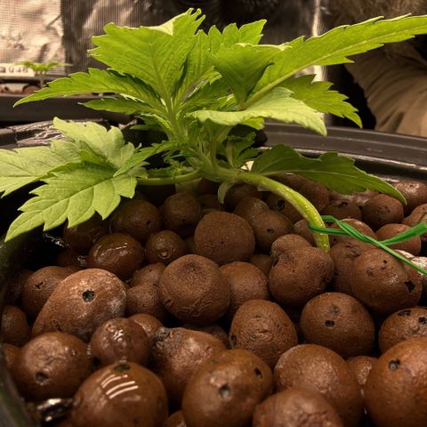 White Trash Widow growlog timeline photo