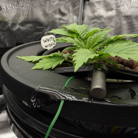 White Trash Widow growlog timeline photo