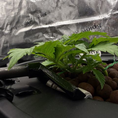 White Trash Widow growlog timeline photo