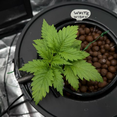 White Trash Widow growlog timeline photo