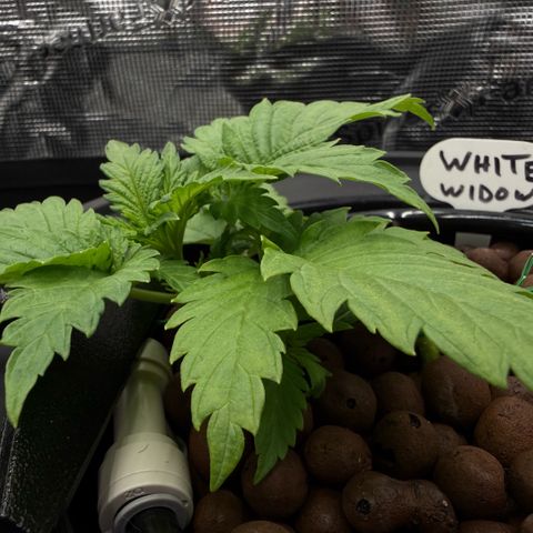 White Trash Widow growlog timeline photo