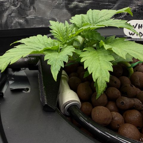 White Trash Widow growlog timeline photo