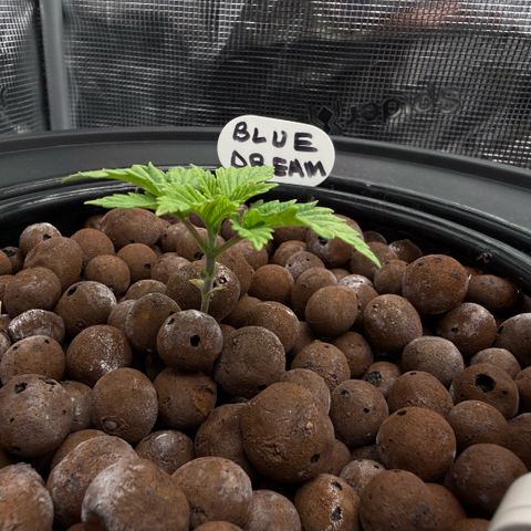 Big Blue growlog timeline photo