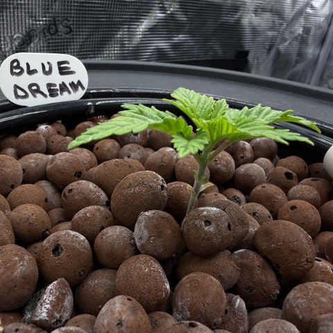 Big Blue growlog timeline photo