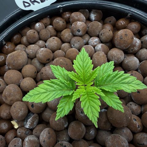 Big Blue growlog timeline photo