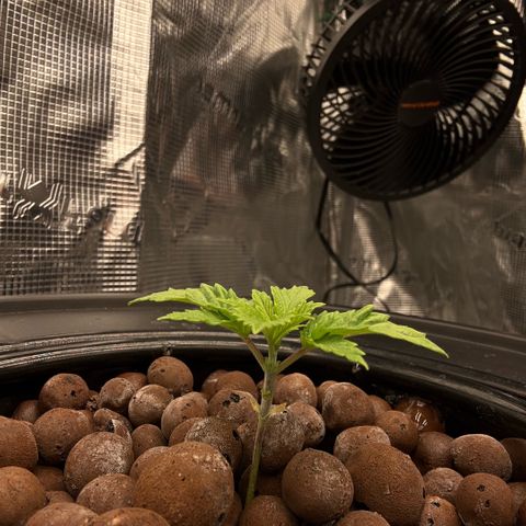 Big Blue growlog timeline photo