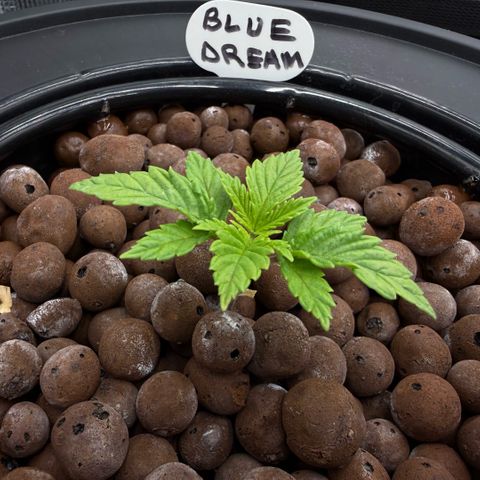 Big Blue growlog timeline photo