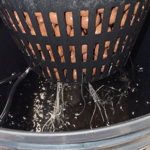 White Trash Widow growlog timeline photo